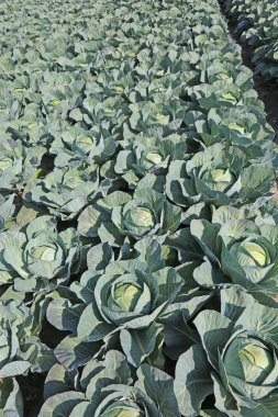 arka plan bir alan içinde geç yaz yeşil lahana