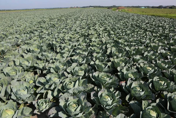 kumlu toprak ile çok verimli bir alan içinde yeşil lahana