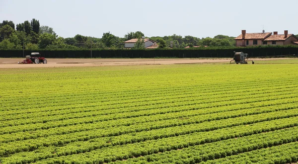 Campo de alface cultivado em uma plantação agrícola — Fotografia de Stock