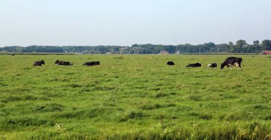 Kır Ovası'yaz aylarında otlayan inekler