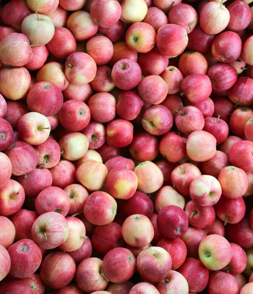 Background of beautiful mature apples just picked in the orchard — Stock Photo, Image