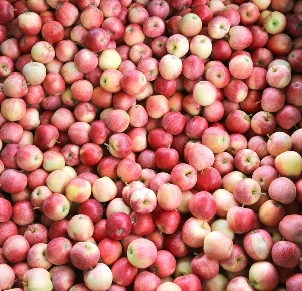 Fond de pommes rouges biologiques prêtes à manger — Photo