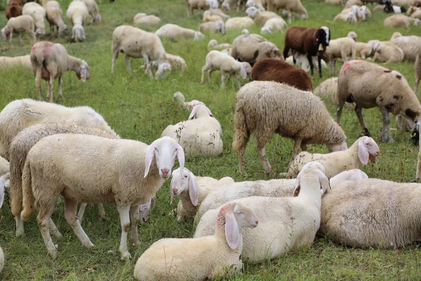 Flock med så många vita får med lamm som betar i mountai — Stockfoto