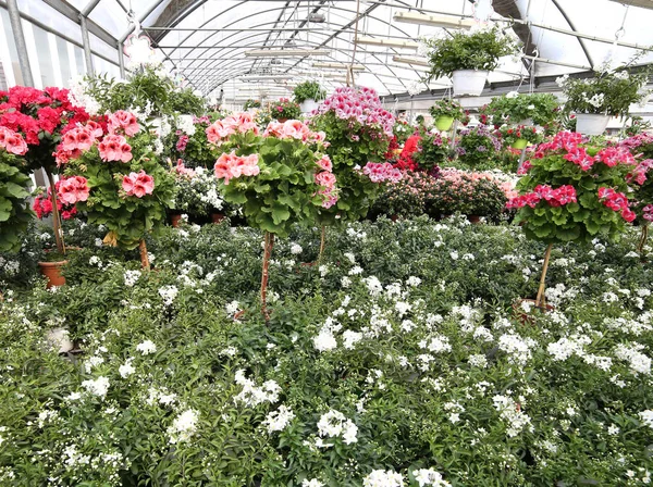 sera ile lots-in çiçek saksı