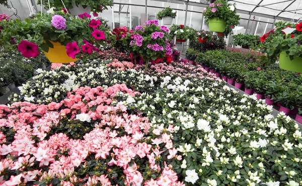 Virágüzlet üvegházhatást okozó sok kivirágzott virágcserepek — Stock Fotó