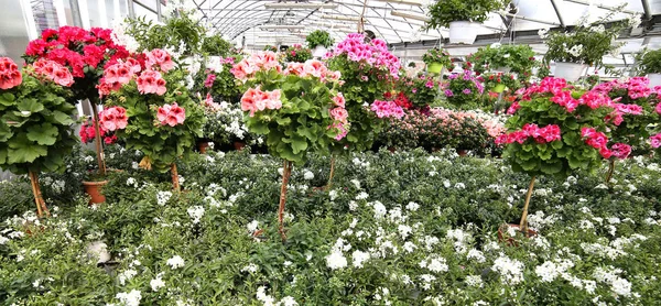 Üvegházhatást okozó sok virág nagykereskedés — Stock Fotó