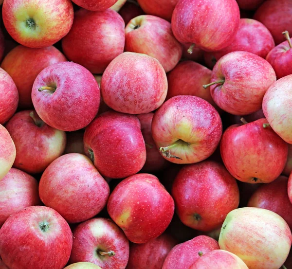Pozadí krásných zralých jablek, čerstvě sklizené v o — Stock fotografie