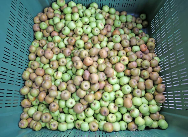 Grüne Bio-Äpfel im Karton zum Verkauf — Stockfoto