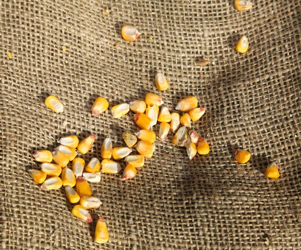 Achtergrond met jute zak en maïs zaden — Stockfoto