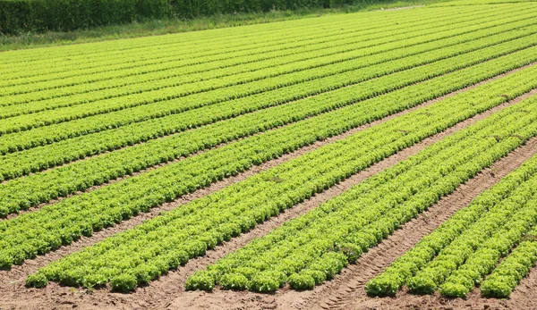 Campo de lechuga cultivada en una plantación agrícola —  Fotos de Stock