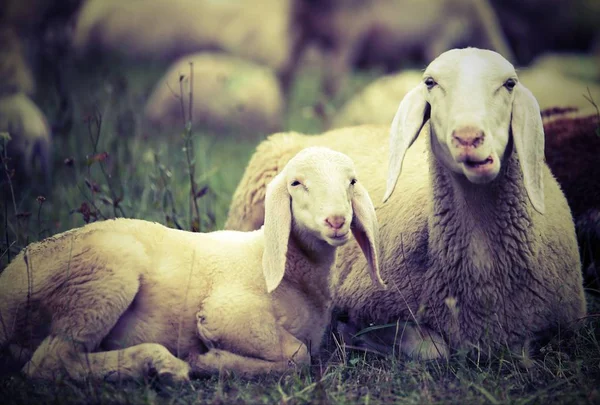 Lamb with his mother in the middle of the flock — Stock Photo, Image