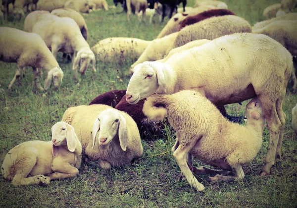 Mãe ovelhas alimentando seu cordeiro no rebanho de ovelhas pastando — Fotografia de Stock