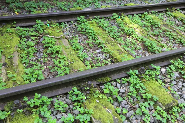 Rotaie di un binario abbandonato per treni nella foresta — Foto Stock