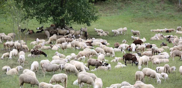 Juh-, bárány- és goatskins a réten — Stock Fotó