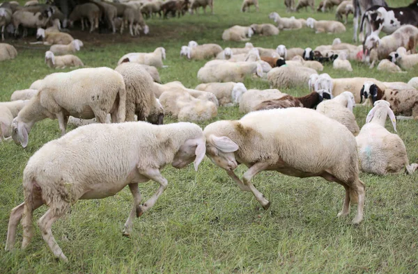 Ovelhas com véu de lã confronto headlong — Fotografia de Stock