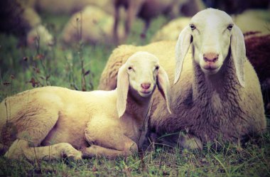 Annesi sürünün ortasında ile kuzu