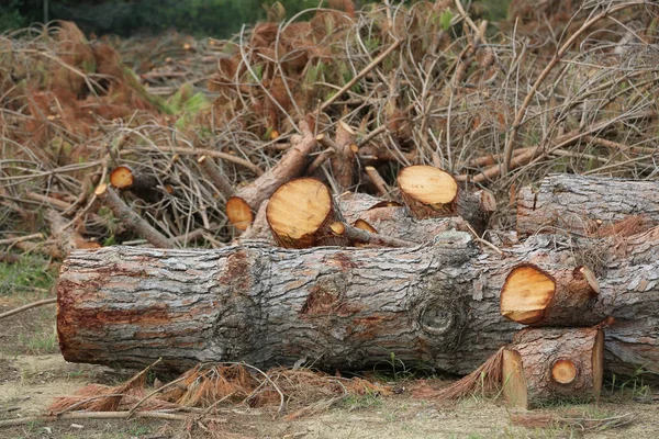Árvores e pinheiros cortados durante o desmatamento — Fotografia de Stock