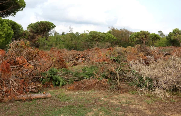 Árboles cayeron después del paso del poderoso tornado —  Fotos de Stock