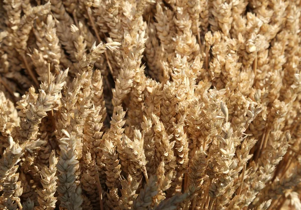 Achtergrond van tarwe oren — Stockfoto