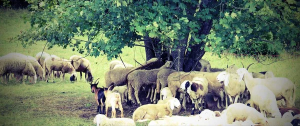 Rebanho com muitas ovelhas pastando sob a grande árvore na montanha — Fotografia de Stock