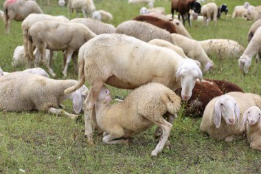 Onu kuzu sürünün ortasında besleme anne koyun