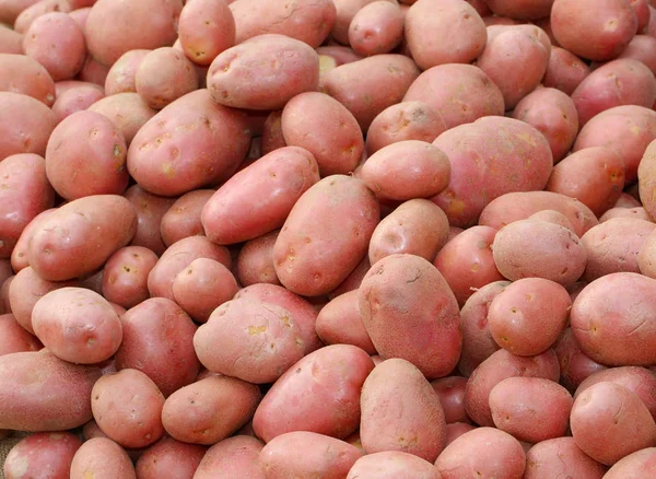 Hintergrund vieler roter Kartoffeln eine sehr wertvolle Qualität — Stockfoto