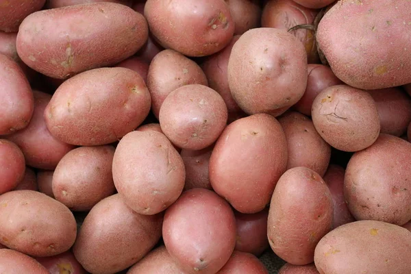 Hintergrund vieler roter Kartoffeln — Stockfoto
