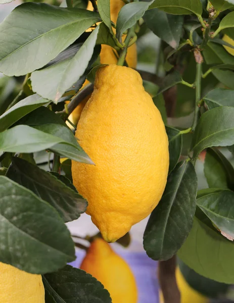 Sarı olgunlaşmış meyve ile limon bitki