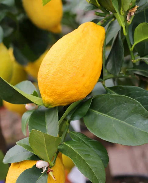 Citron växt med gula mogna frukter — Stockfoto