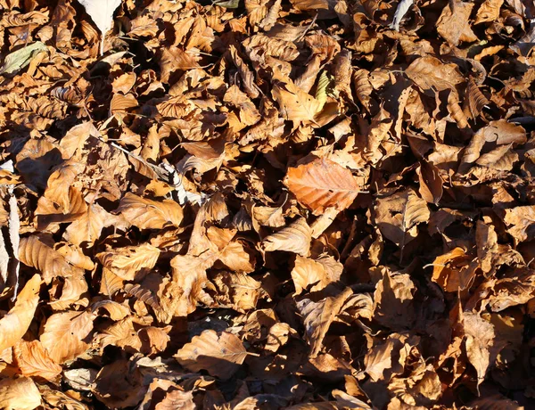 Fondo de hojas secas de otoño —  Fotos de Stock