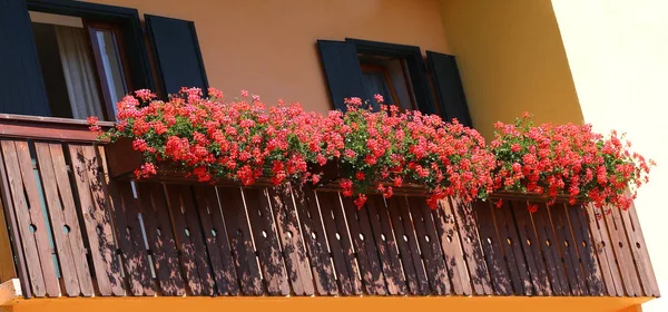 Beau balcon fleuri avec beaucoup de géraniums — Photo