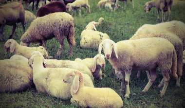 birçok koyun otlatma dağlarda ile akın