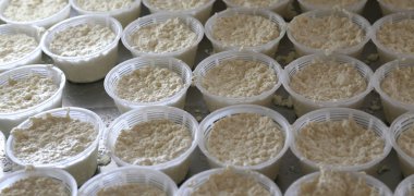 dağ süt taze peynir formları