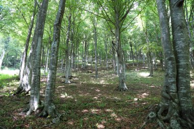 yoğun orman ağaçları ve kayın ağaçları ile