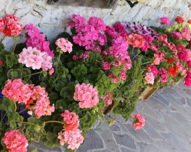 house decorated with so many geraniums in a row clipart