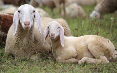 Annesi sürünün ortasında ile kuzu