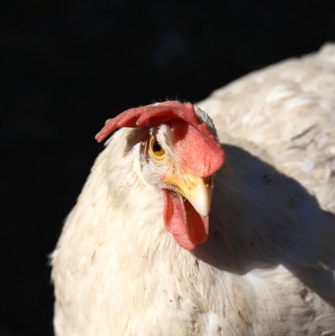 malzeme çekme tavuk ve çok koyu arka plan