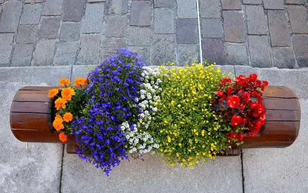 Bellissimo vaso di fiori fatto da un tronco lavorato — Foto Stock