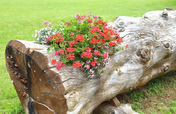 Gerânios dentro do grande tronco de árvore usado como vaso de flores em — Fotografia de Stock