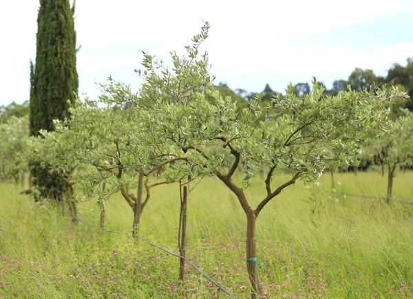 Тосканский пейзаж со многими зелеными оливковыми деревьями — стоковое фото