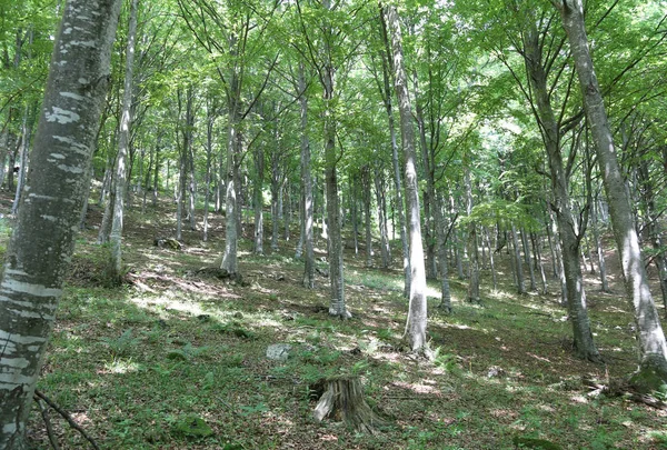 树林里有许多树 — 图库照片