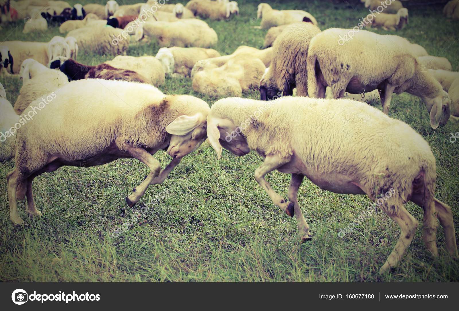 Deux moutons blancs sur la prairie photo – Image gratuite de Animal sur  Unsplash, image size:1600x1085