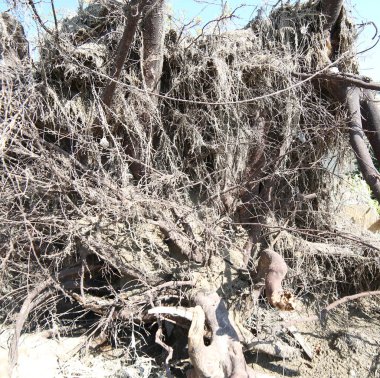 birçok kasırga sonra rüzgar köklü ağaç köklerinin