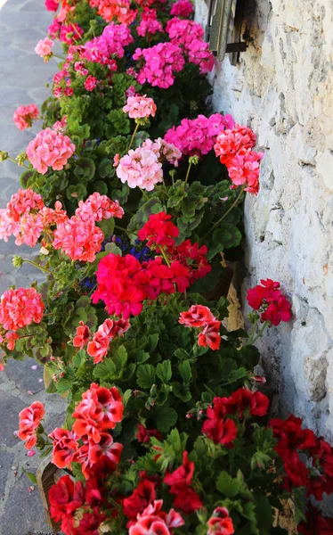 Courtyard of the house decorated with so many geraniums — Stock Photo, Image