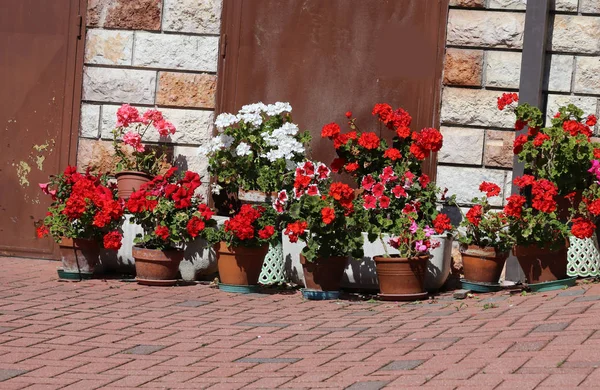Gerânios no pátio da casa durante a floração per — Fotografia de Stock