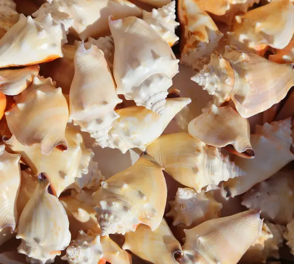 Tropische und exotische Muscheln in Körben zum Verkauf an einem Souvenir sho — Stockfoto