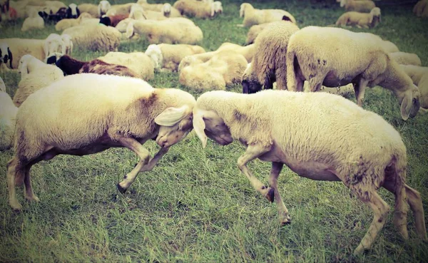 Deux moutons affrontent tête baissée pendant la saison d'amour — Photo