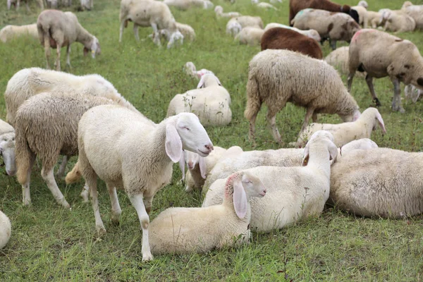 Flock with so many white sheep with lambs grazing in the mountai — Stock Photo, Image