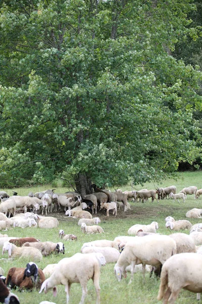 Nyáj: juhok az erdő, a nagy fa alatt — Stock Fotó