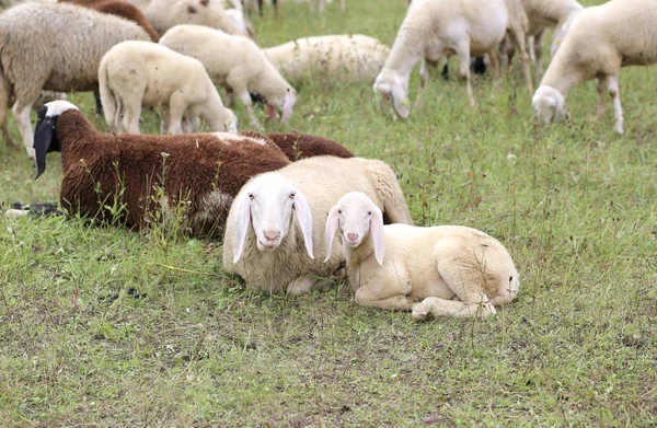 Lamb with her mother in the middle of the flock — Stock Photo, Image